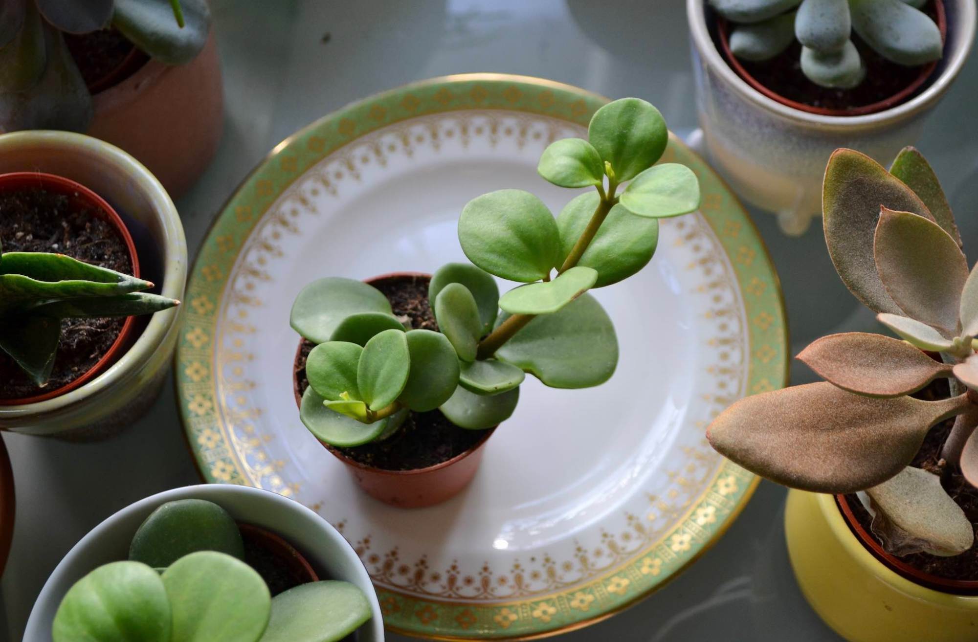 So you’ve recently got into houseplants? My top 10 picks for a starter ...