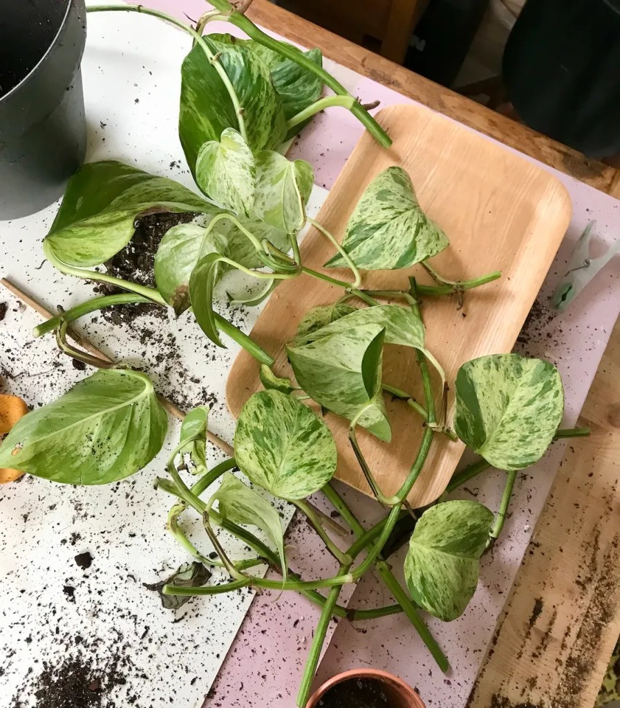 Marble Queen Pothos Cuttings to propagate