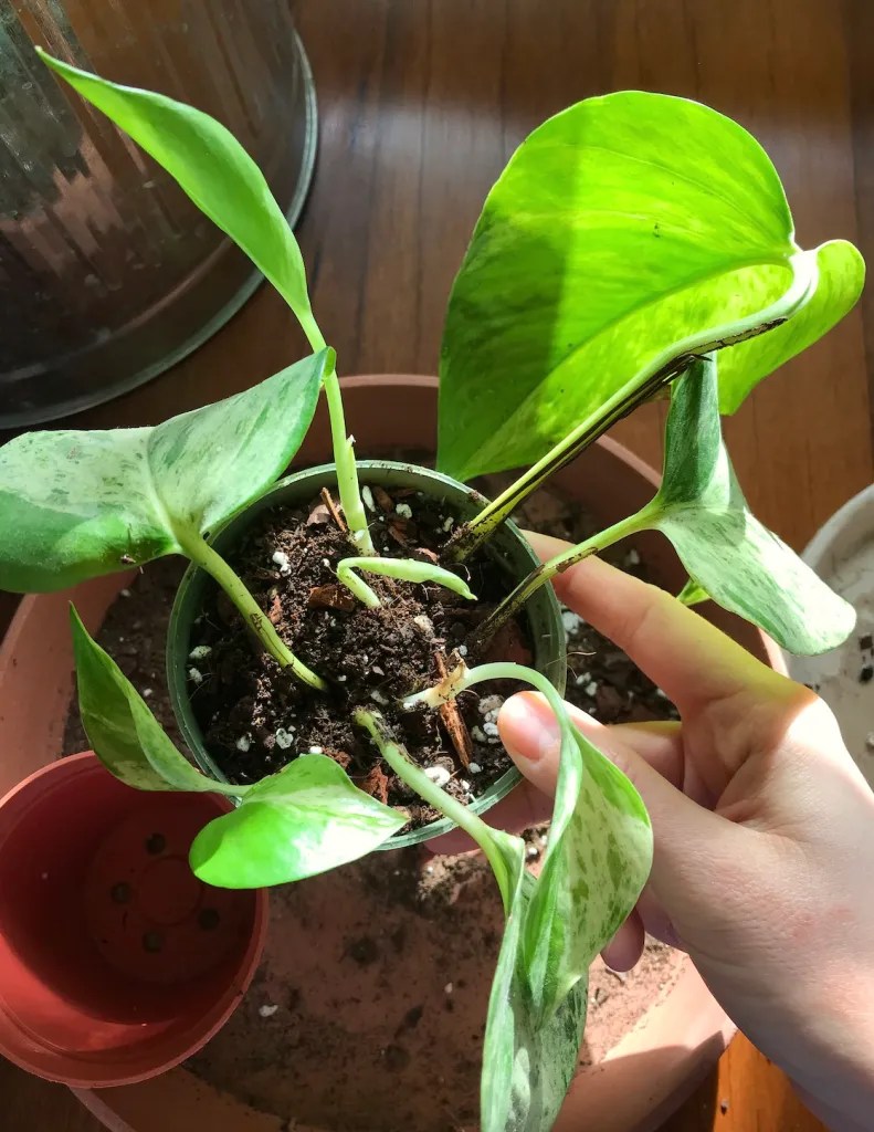 Spring equinoxx repotting diaries: Marble queen pothos propagations