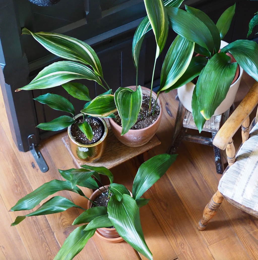 Heirloom Houseplants Part 2: Celebrating my oldest plants