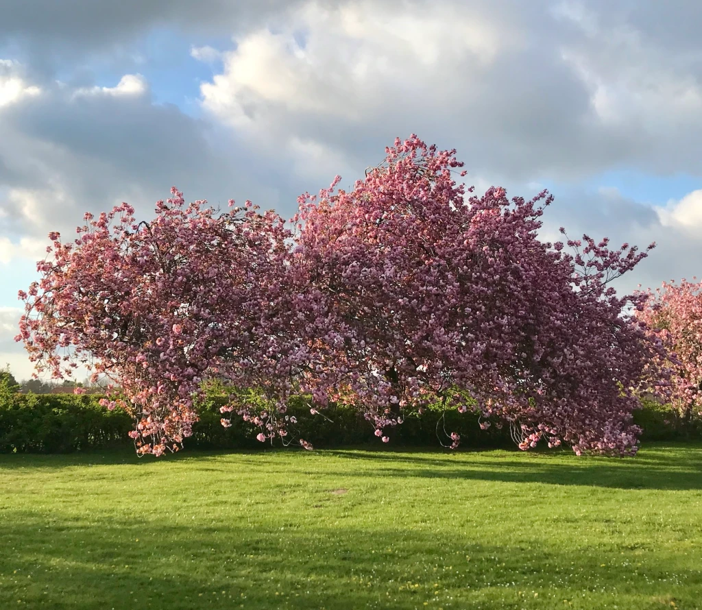 HPH photo diary / 20. Cherry Blossom Season